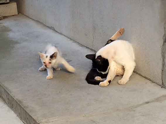 我が家のニャンコ♪2016/07/26-2