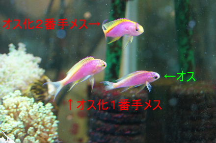 2015_041630cmﾍﾞﾝﾄﾗ黒ｳﾐｳｼ0031ーa.JPG