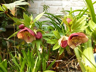 P1030095ss.jpg