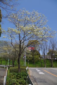 130413通勤緑