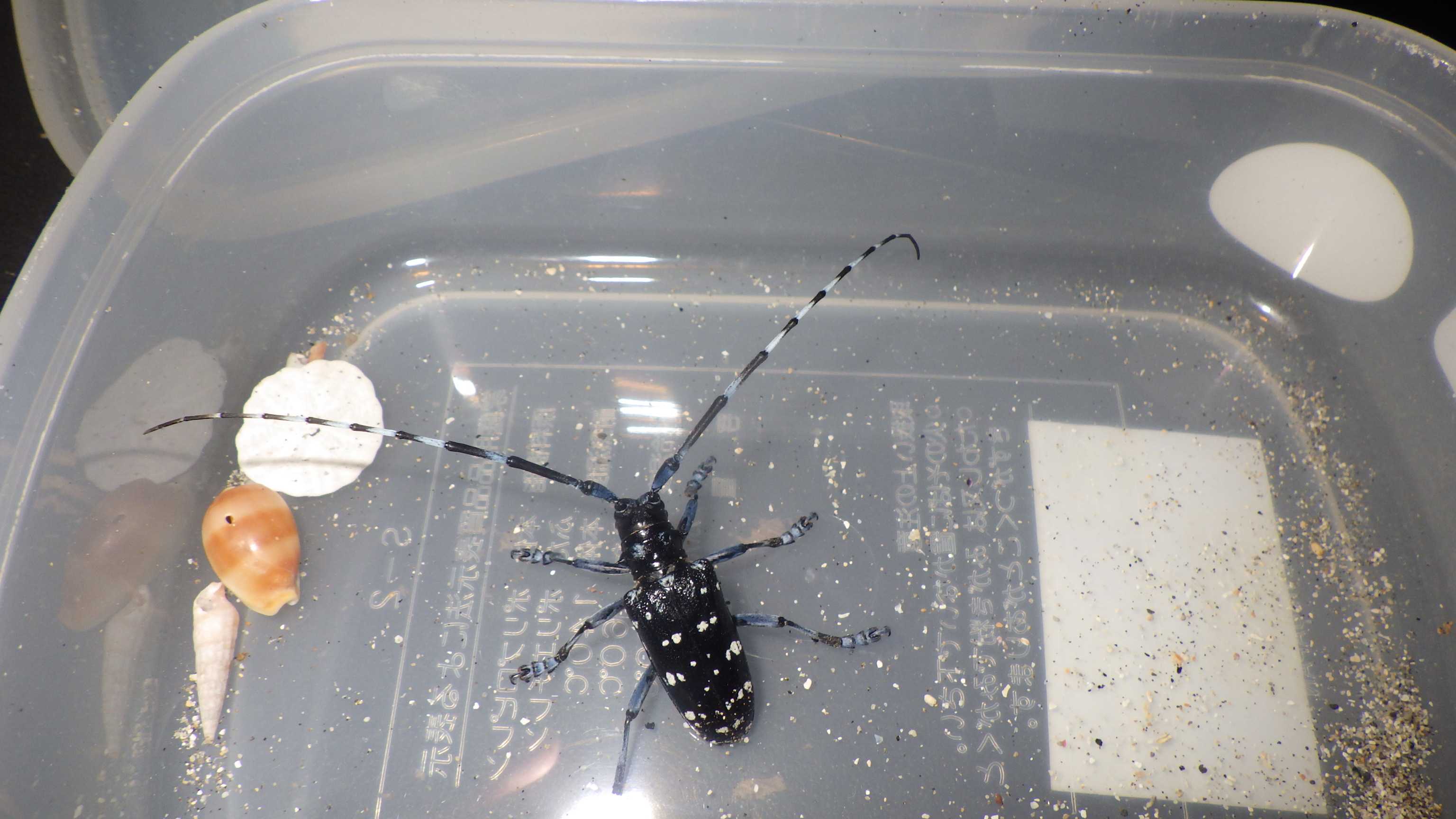 新着記事一覧 Elfin S Note 楽天ブログ