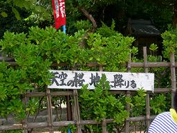DSCN5837-w256.jpg