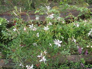 IMG_9904ss.jpg