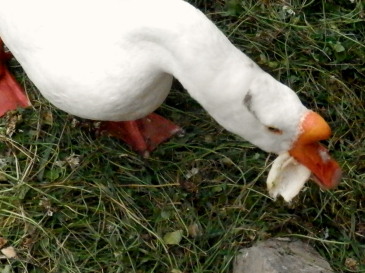 アヒル　6.9　2　2015