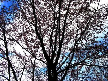 桜・空.JPG