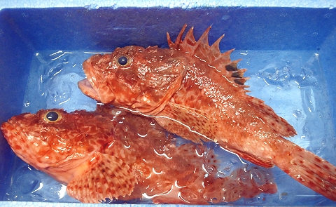 オニカサゴ8-31-2012.jpg