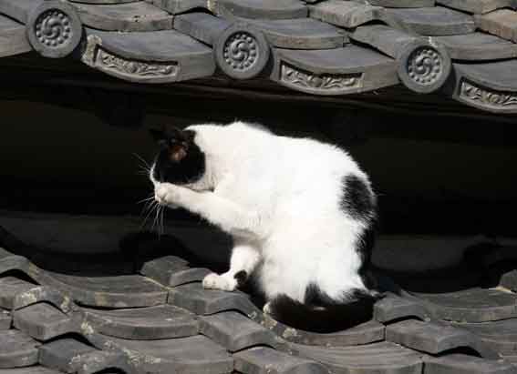 我が家のニャンコ♪2014/03/22-2