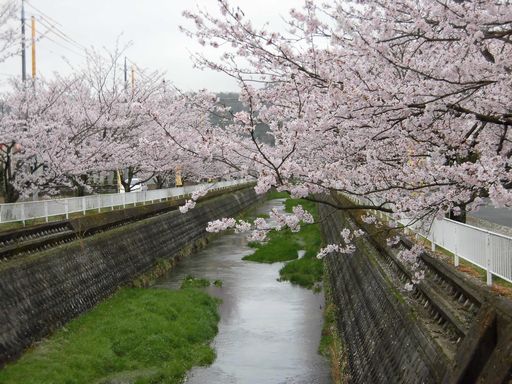 16.04.05桜４.JPG