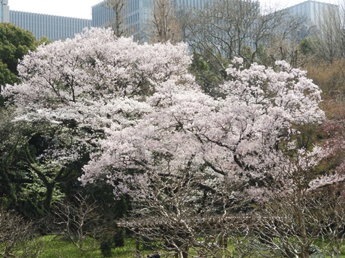 皇居東御苑