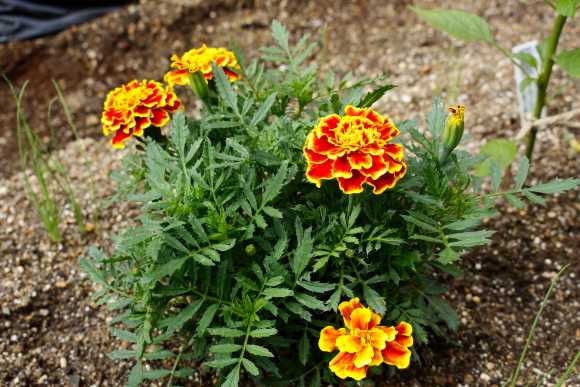 21年 ピーマン初収穫 エビ ガーデニングまで雑多な日記 楽天ブログ