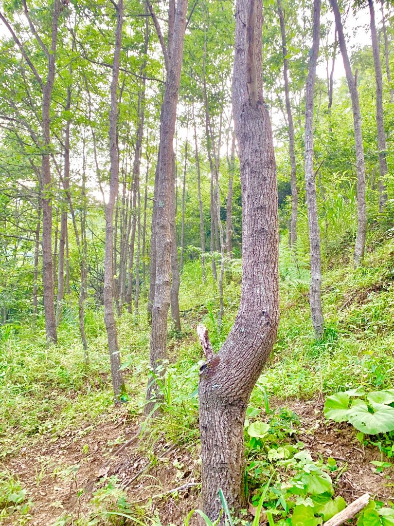 ミヤマクワガタ70アップを求めて 昆虫記 楽天ブログ