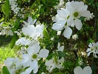 ２月２８日の誕生花 リキュウバイ 利休梅 の花言葉 控えめな美しさ 清楚な花の 気品 弥生おばさんのガーデニングノート 花と緑の365日 楽天ブログ