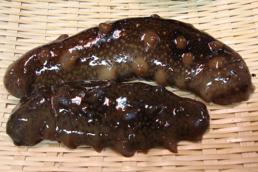 最強の海の生物 ナマコ !! | 究極の美と健康ブログ - 楽天ブログ