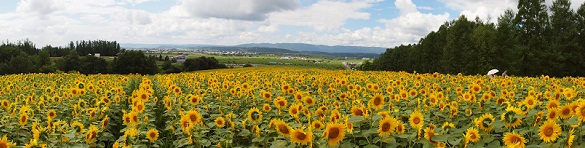 ひまわり畑満開