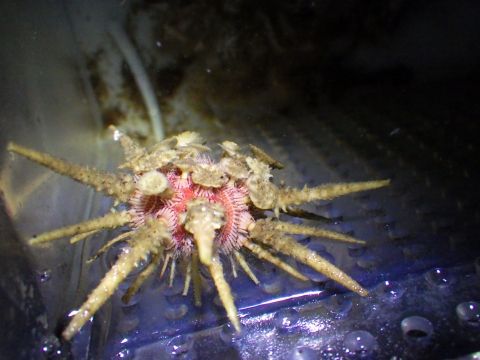 ミカドウニ（Goniocidaris mikado）29　深海性ウニの飼育　キダリス類