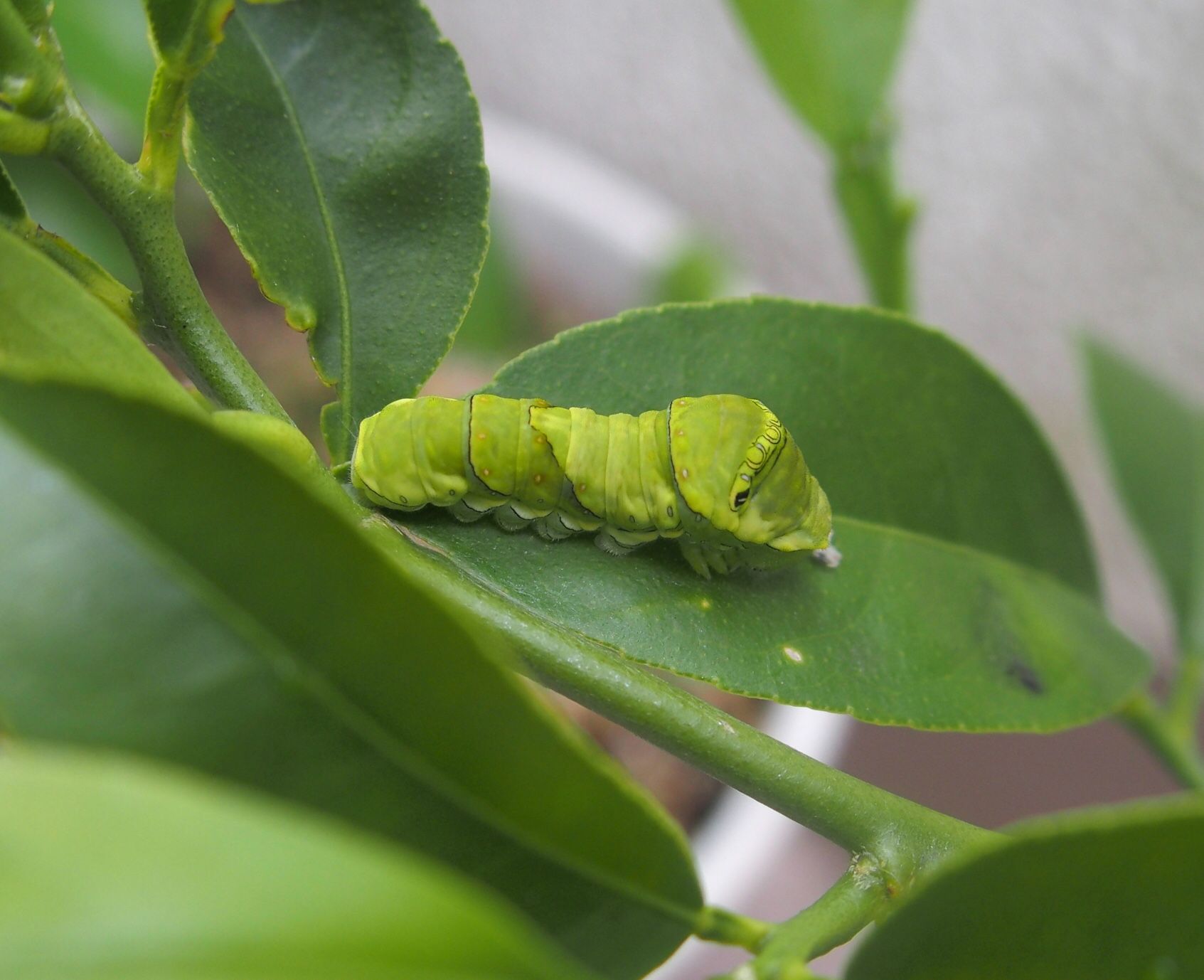 成長の早いアゲハの幼虫 もりくまの単なる日記 楽天ブログ