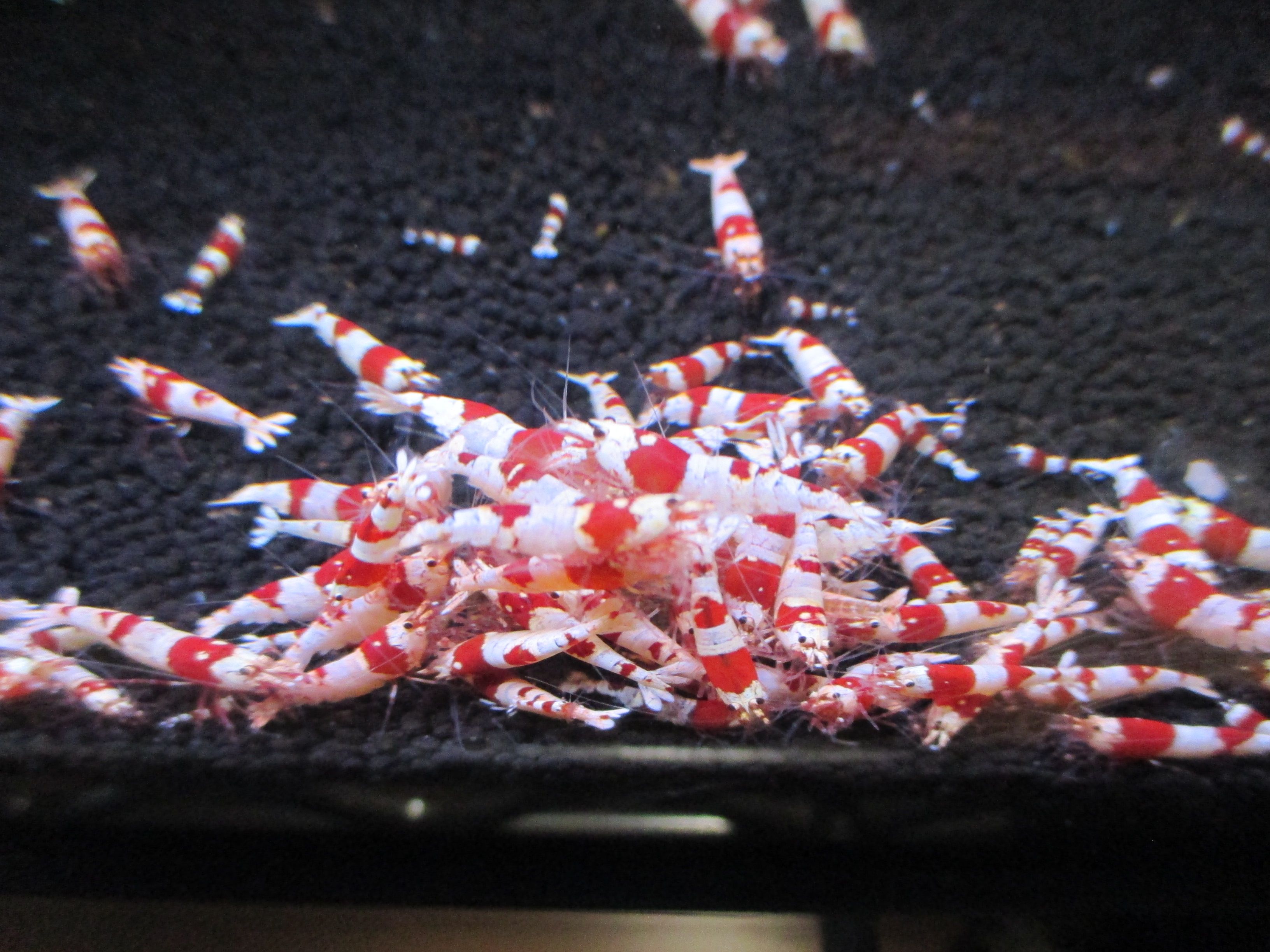 エビ水槽 ローキーズneoの 爆殖のエサ を与えた シュリンプ飼育日記 Nalfa Bee 楽天ブログ