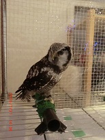 20150731_月島・フクロウのみせ18 - コピー.JPG