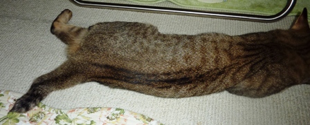 ポポうなぎ.jpg