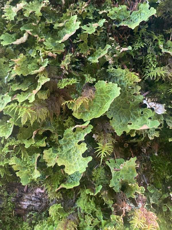 かめさまページ 天然苔八ヶ岳産～ヒカリゴケ～ かめさまページ 天然苔八ヶ岳産～ヒカリゴケ～ 天然苔八ヶ岳産