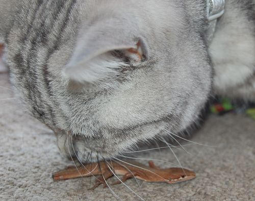 DSC_0167.JPG