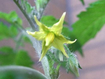 トマトの花