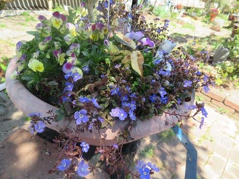 寄せ植えのﾍﾞﾛﾆｶｵｯｸｽﾌｫｰﾄﾞﾌﾞﾙｰと葉牡丹の花 記憶力の低下 静かな時が流れる 風の庭 楽天ブログ