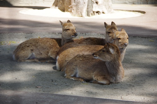 井の頭自然文化園