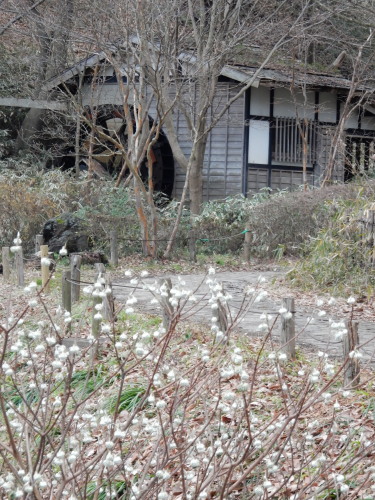 DSCN0031b20160131.jpg