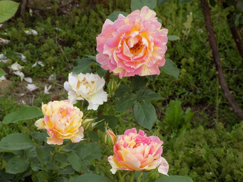 DSCN3606.JPG