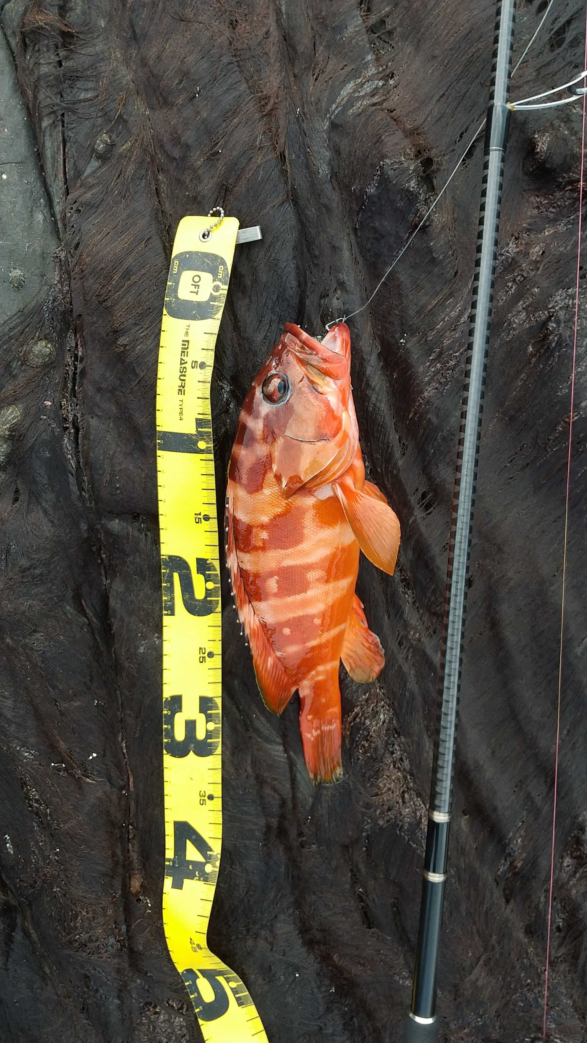 山陰ロックまだまだいける サメジの釣り暮らし 楽天ブログ