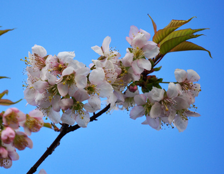 桜４