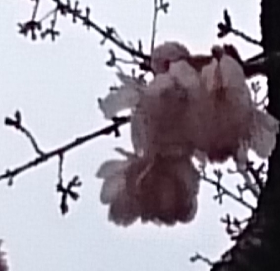 大寒桜３