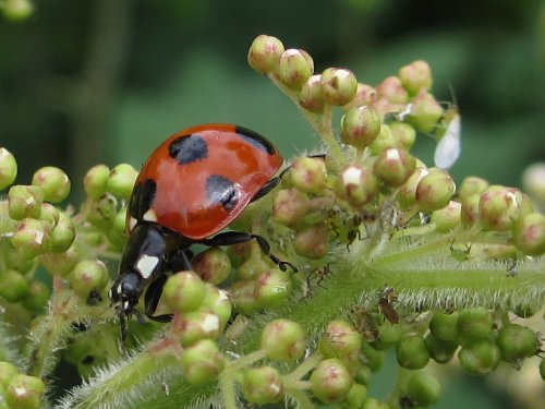 ナナホシテントウ：茎にはアブラムシが(6月)