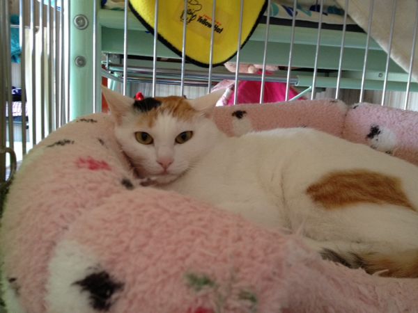 rblog-20140422134333-01.jpg