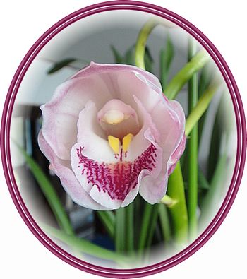 シンビジュームのお花の形