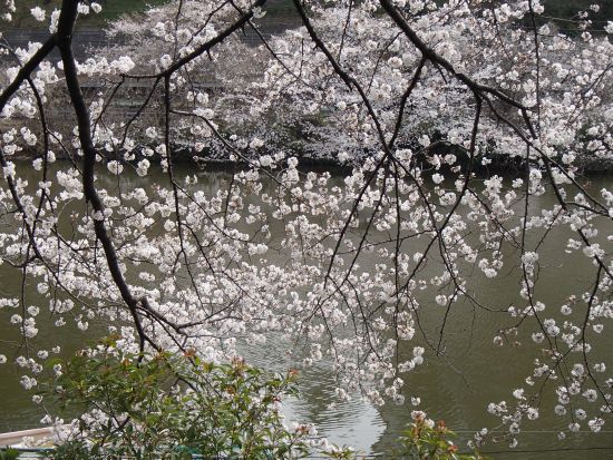 3.24 sakurato ohori.jpg