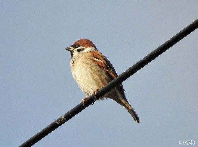 スズメ 雀 今年は例年に比べてスズメが多い いねねの趣味三昧 昆虫 野鳥 古寺巡り 読書 木工 語学など 楽天ブログ