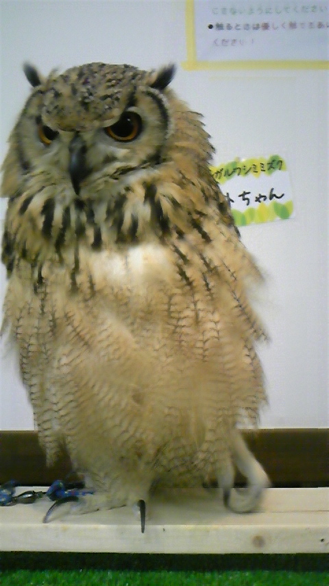 fuku