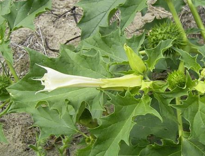 10月23日の誕生花 ダチュラ の花言葉は いちとれのくらし 楽天ブログ