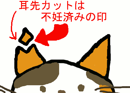 耳カット