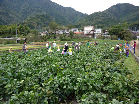 曙大豆収穫体験の様子1.jpg