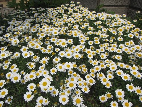 白い花はいかが １ マックス爺のエッセイ風日記 楽天ブログ