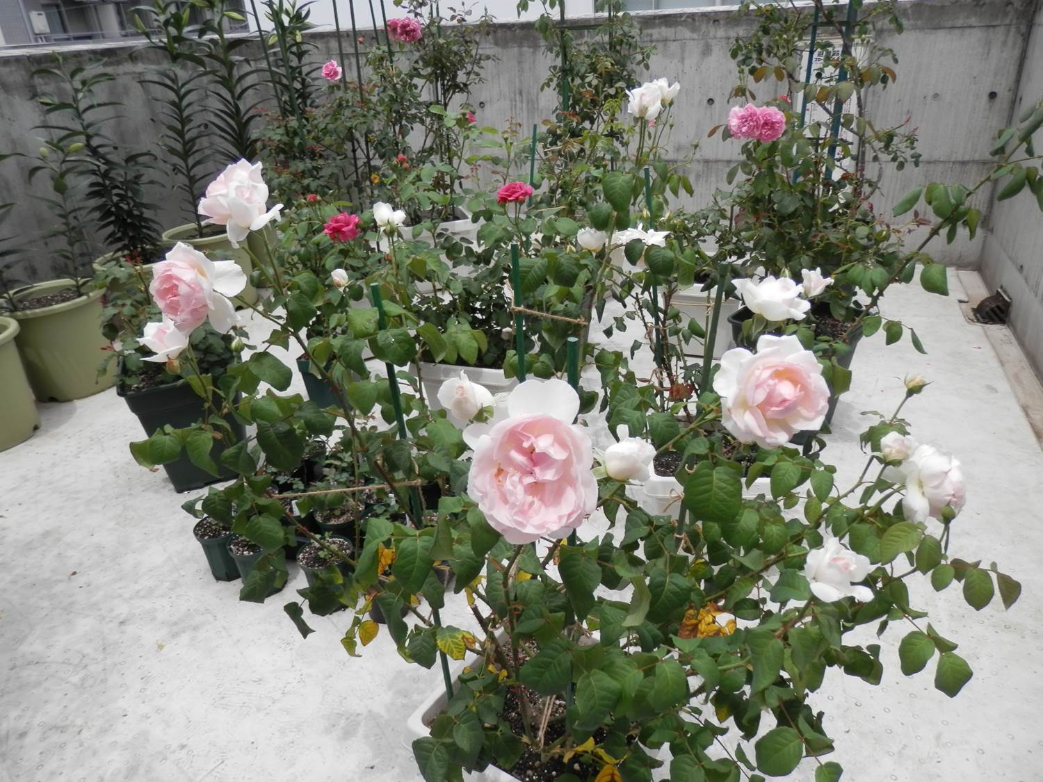 シャリファ アスマがもう２番花 東京のど真ん中でバラ生活 楽天ブログ