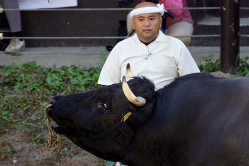 山古志　闘牛