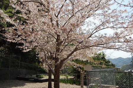 s-DSC_0042.jpg