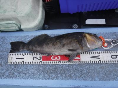 北海道の釣り 日本の釣りと世界の釣り タイラバ釣行記 楽天ブログ