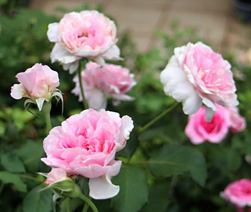 シエラザード＆メイドマリオン | バラと可愛い花たち - 楽天ブログ