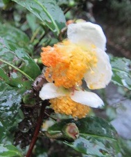 ２４聖堂お茶の花.jpg