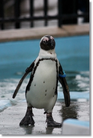 東京旅行-103 ケープペンギン-3 13.10.5